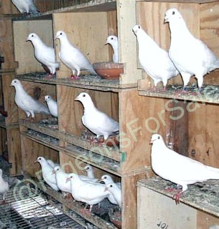 Roan is a combination color of Frosty & Rosy. . Doves for sale near me